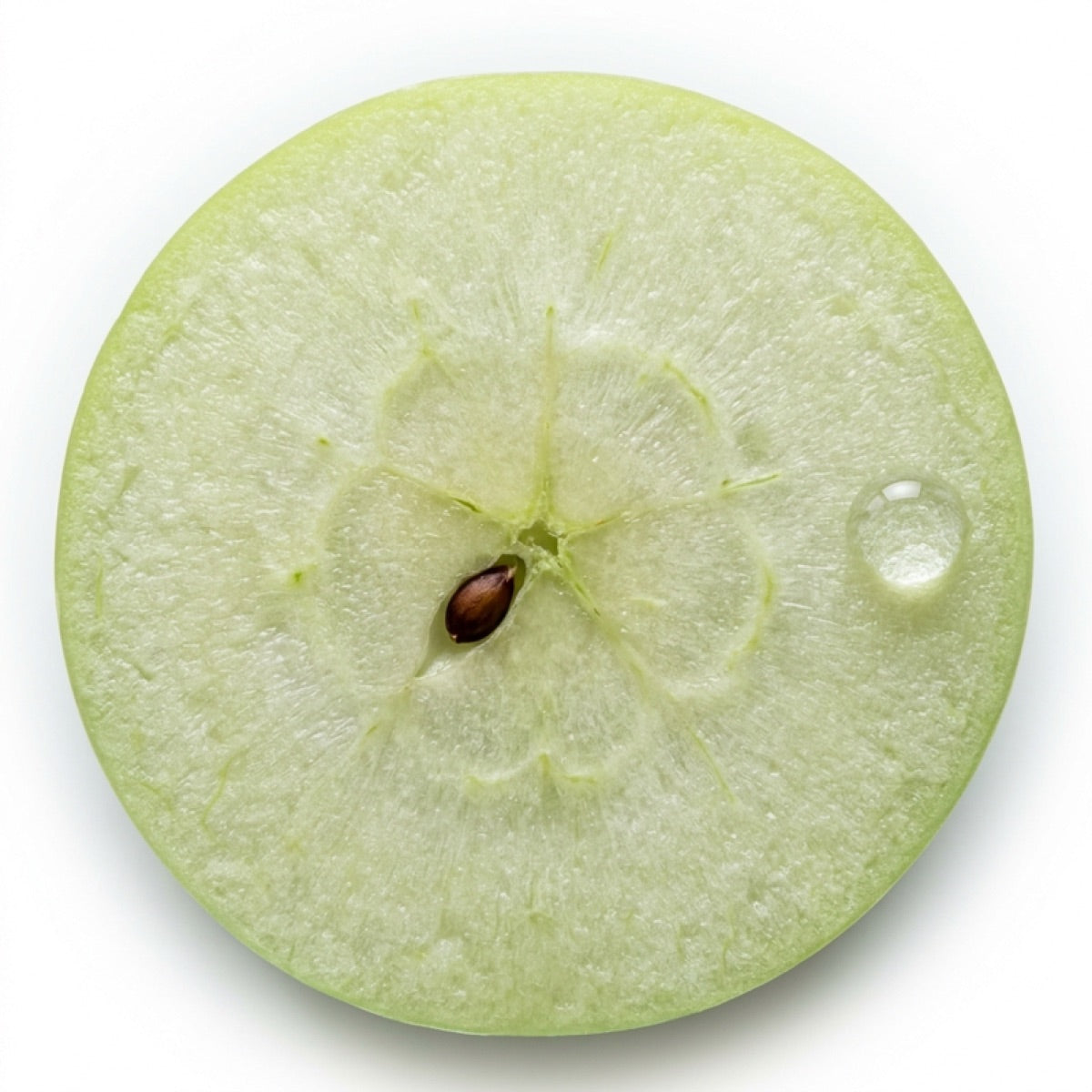 Células madre vegetales