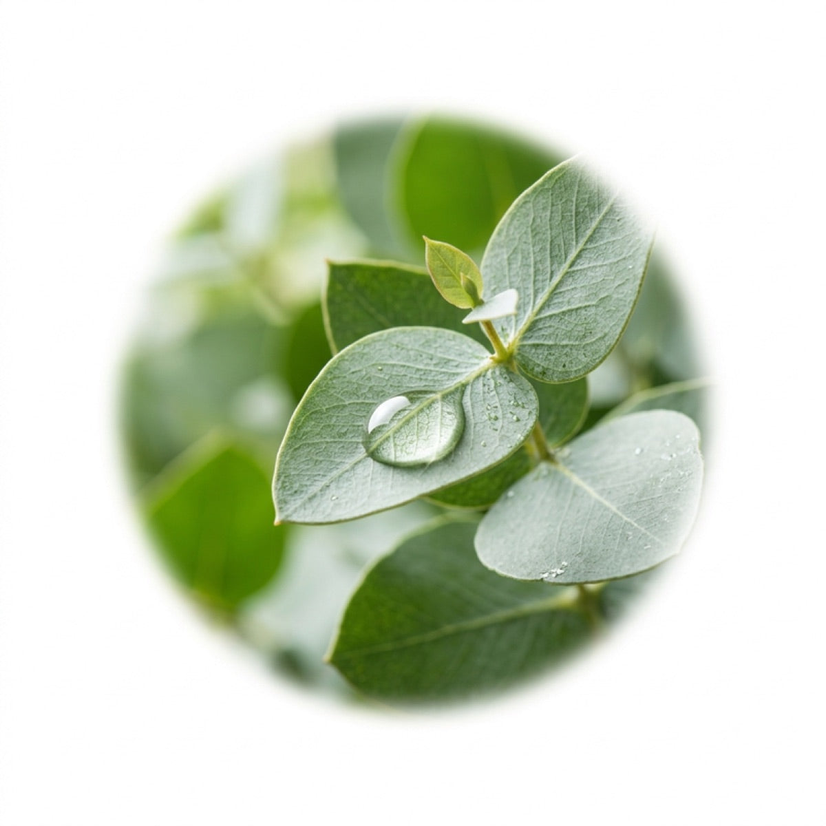 Aceite de eucalipto