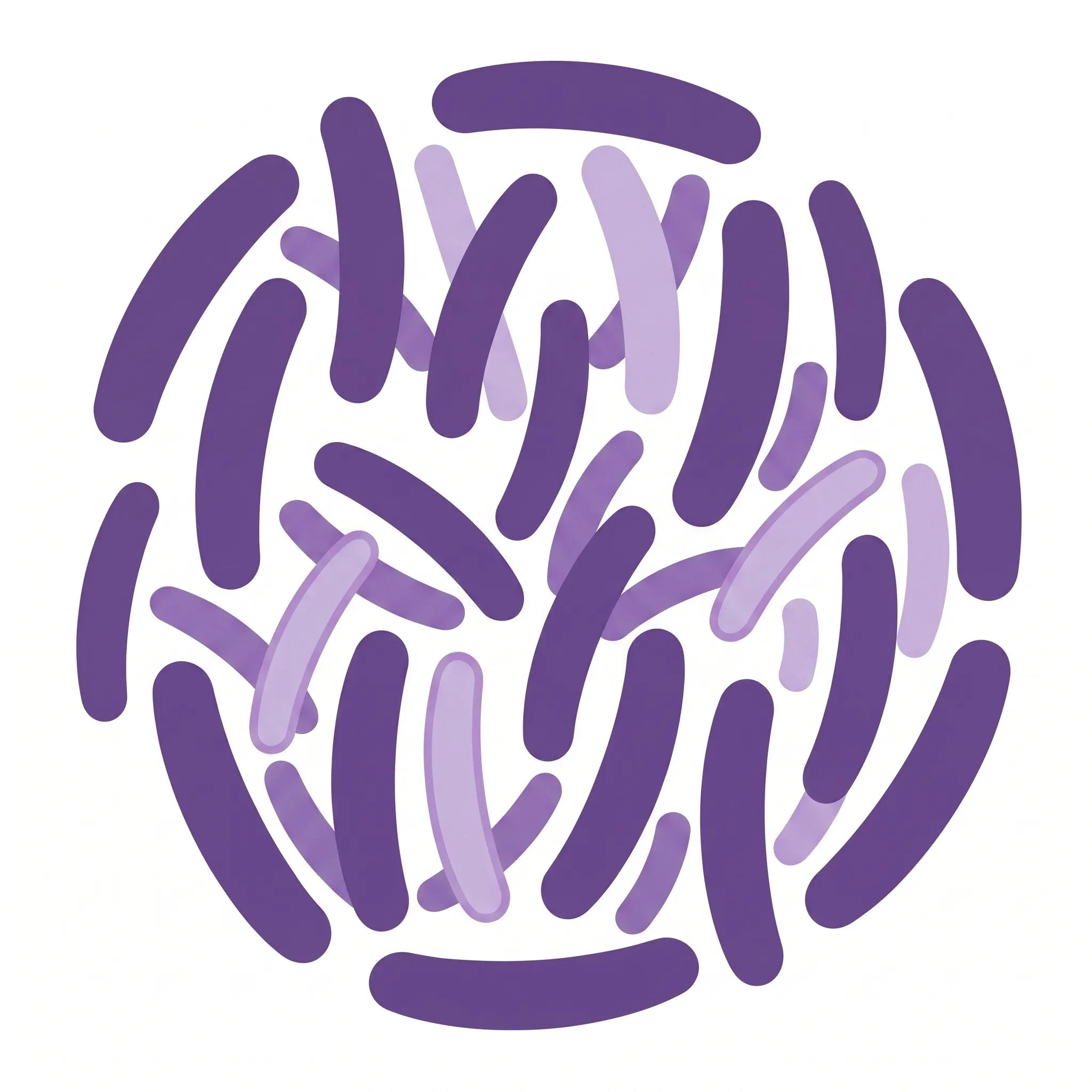 Lactobacillus crispatus