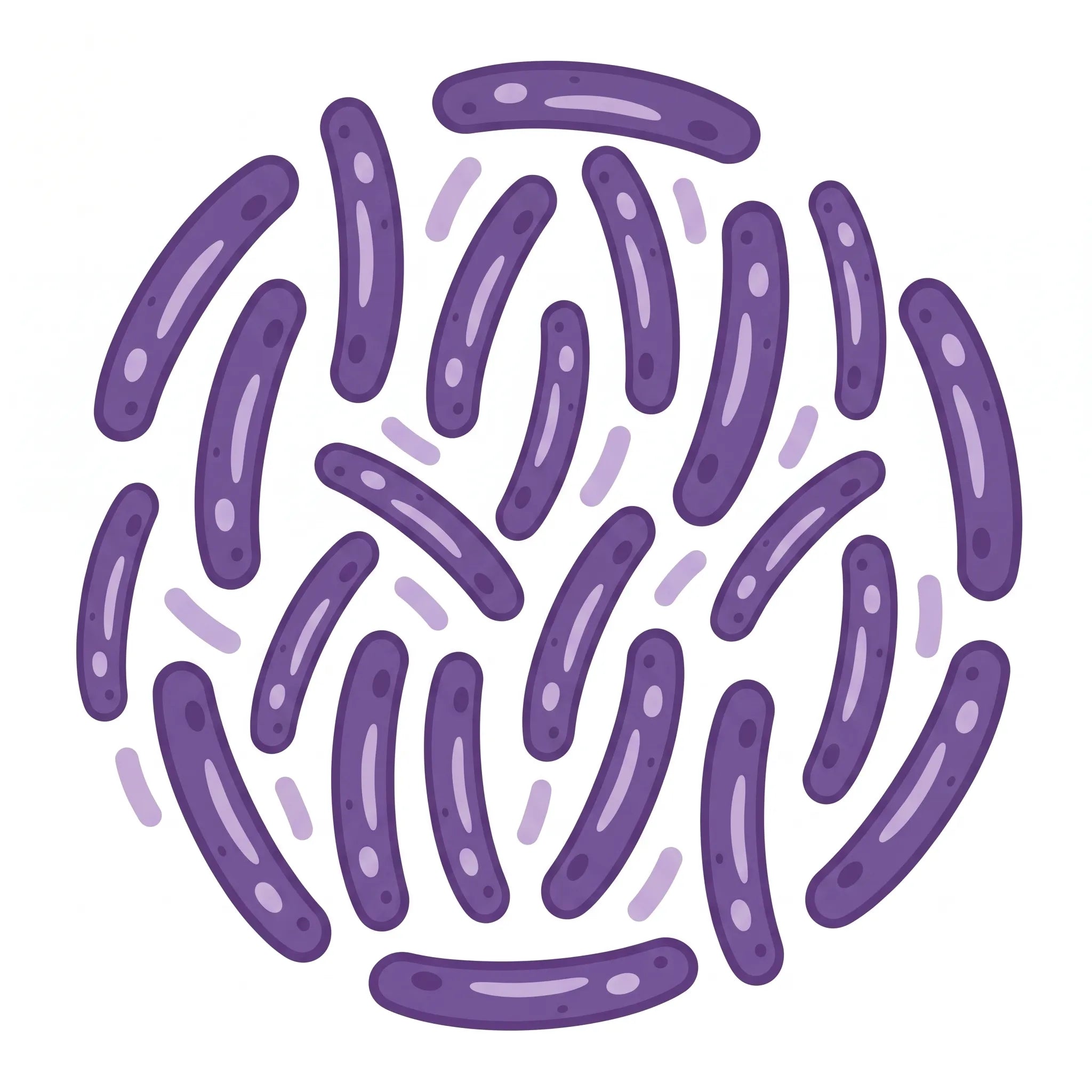 Lactobacillus rhamnosus GR-1 + reuteri RC-14